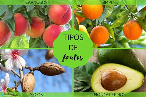 TIPOS de FRUTOS .